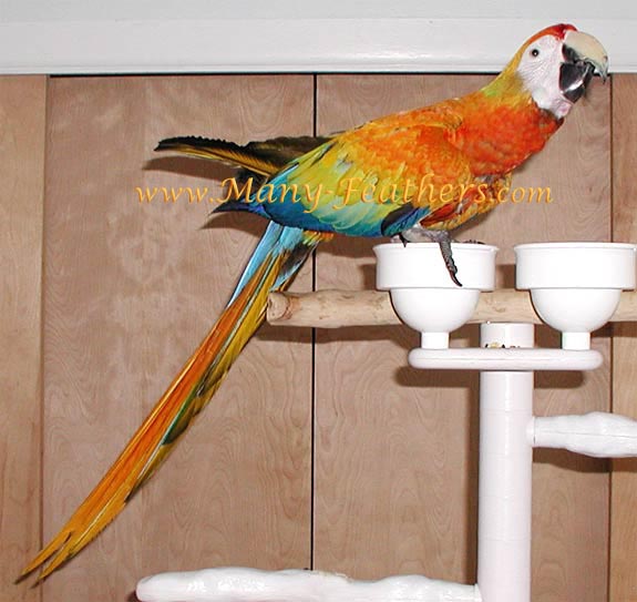 Hybrid Capri Macaw, Phoenix