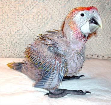 Baby Capri Macaw